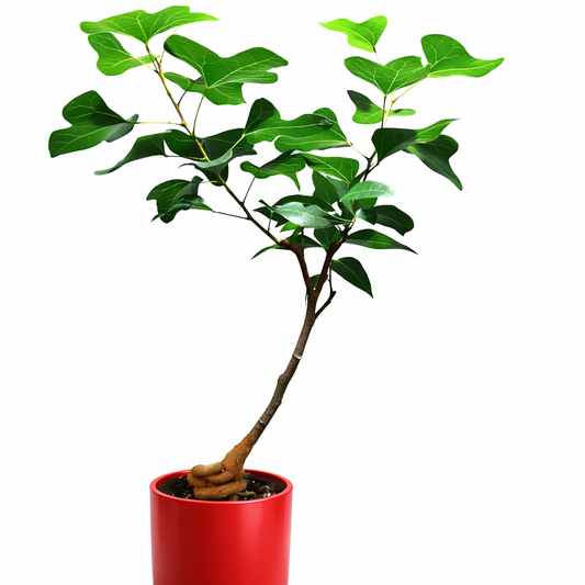 Brachychiton populneus small potted tree with bright green lobed leaves and thick caudex base