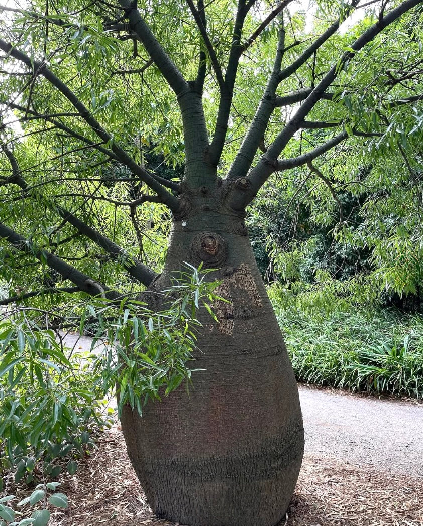 Brachychiton rupestris large bottle-shaped trunk with green leafy branches in garden setting