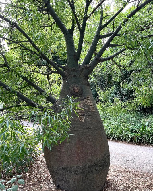 Brachychiton rupestris large bottle-shaped trunk with green leafy branches in garden setting