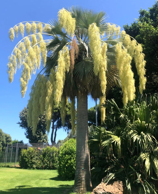 Brahea armata tall palm with large fan-shaped leaves and hanging yellow flower clusters