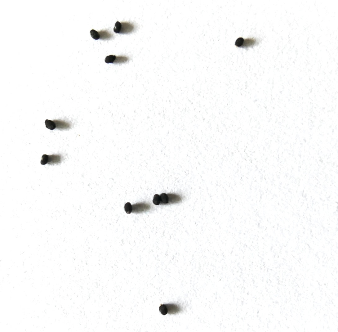 Semi di Brasilecactus graessneri piccoli neri su sfondo bianco