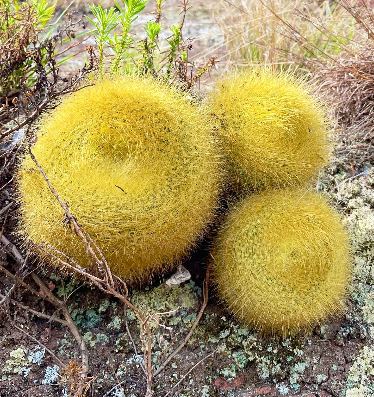 Brasilicactus graessneri raro cespuglio di cactus spinosi dorati in habitat roccioso naturale