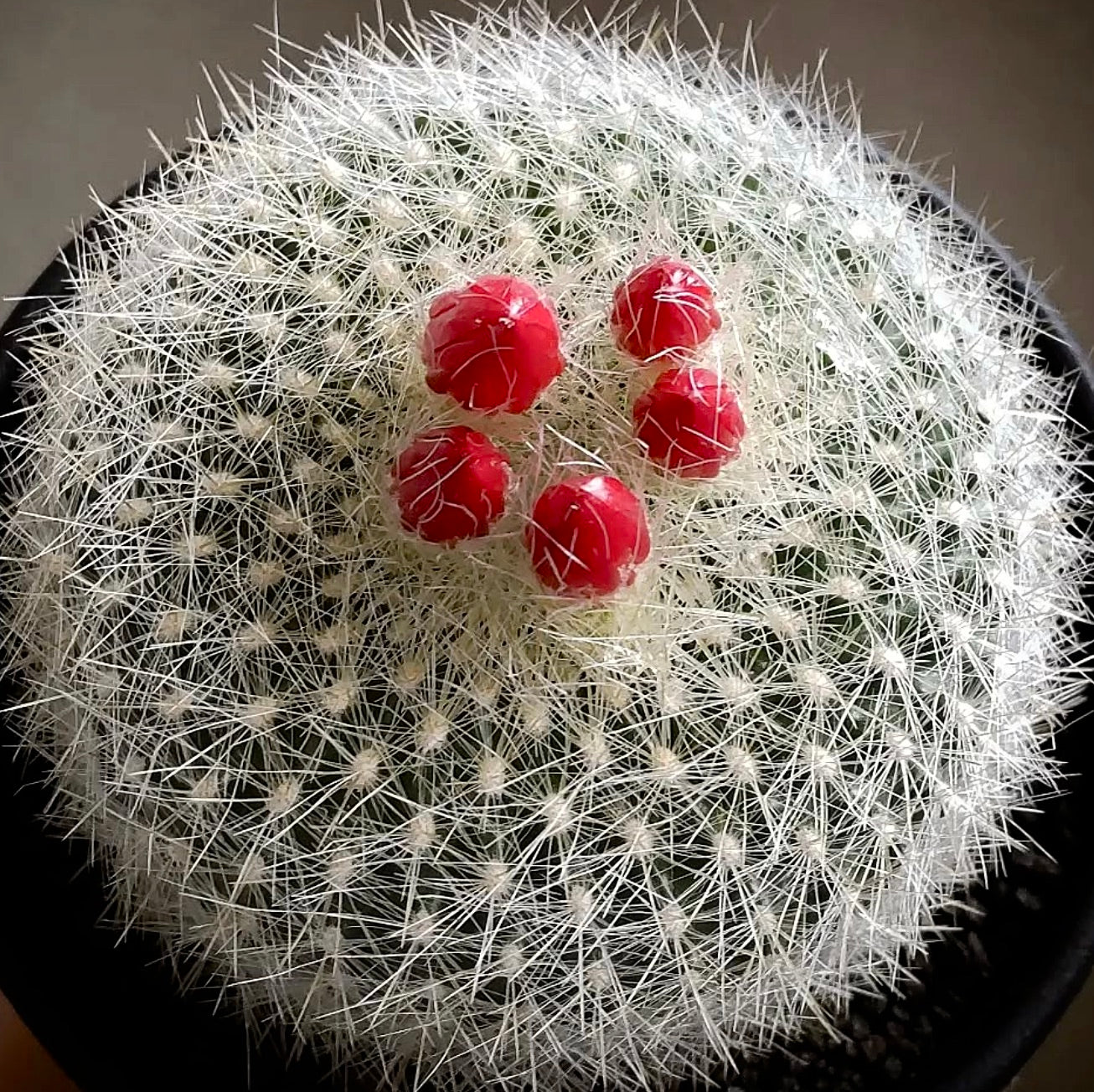 Brasilicactus haselbergii cactus with dense white spines and bright red fruit in black pot