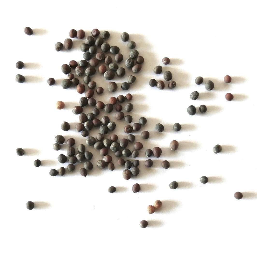 Brassica oleracea var. ramosa small round kale seeds scattered on white background