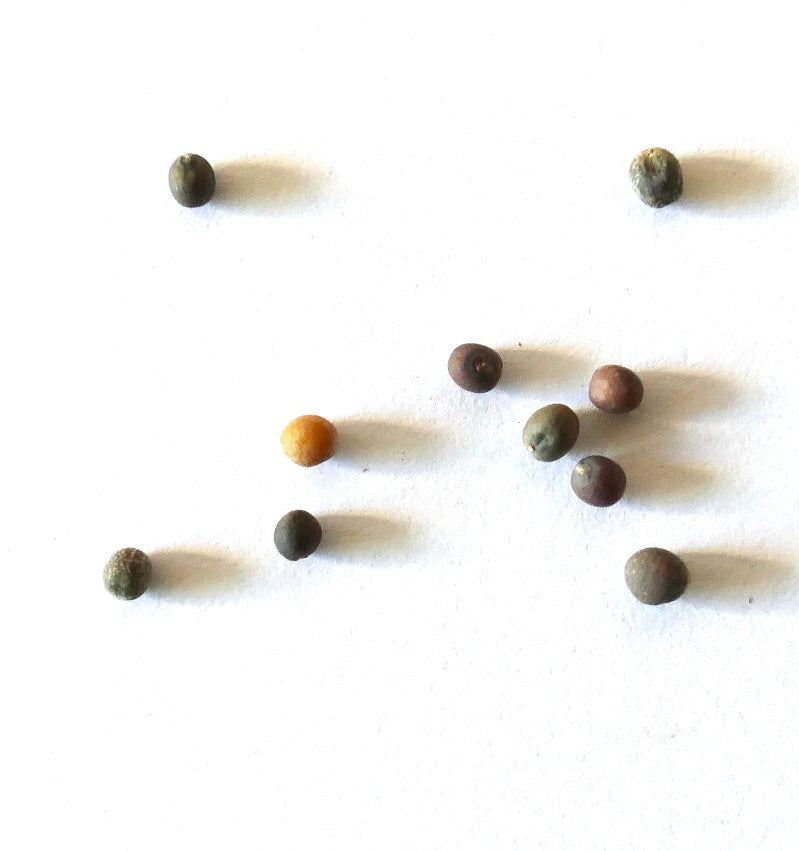 Brassica oleracea var. ramosa small assorted kale seeds on white background