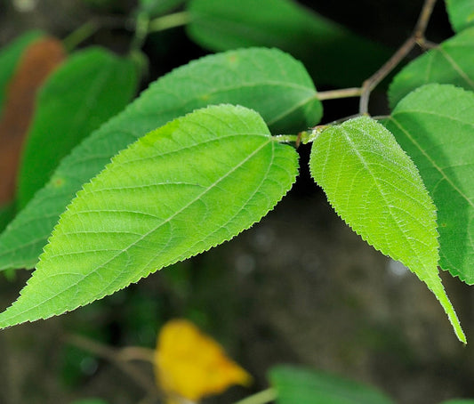Broussonetia kazinoki 90-110cm | Paper mulberry | Kazinoki mulberry