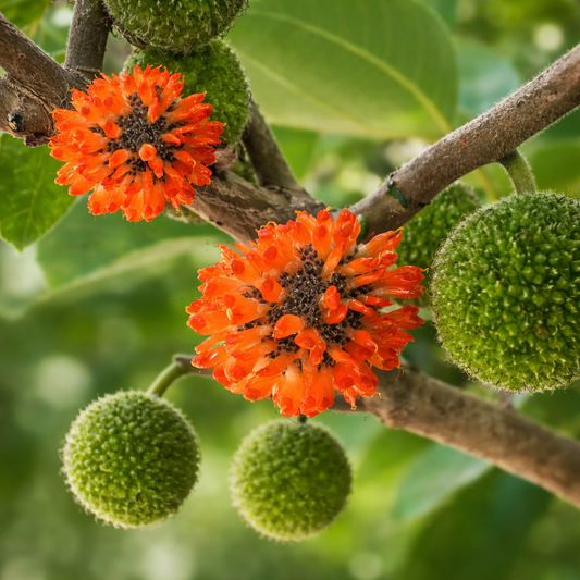 Broussonetia papyrifera 50-80cm | Paper mulberry | Tapacloth tree