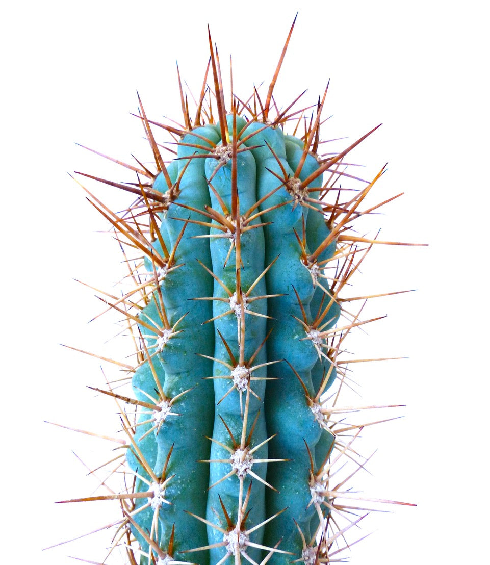 Browningia hertlingiana raro cactus succulento con fusto blu-verde e spine lunghe marroni