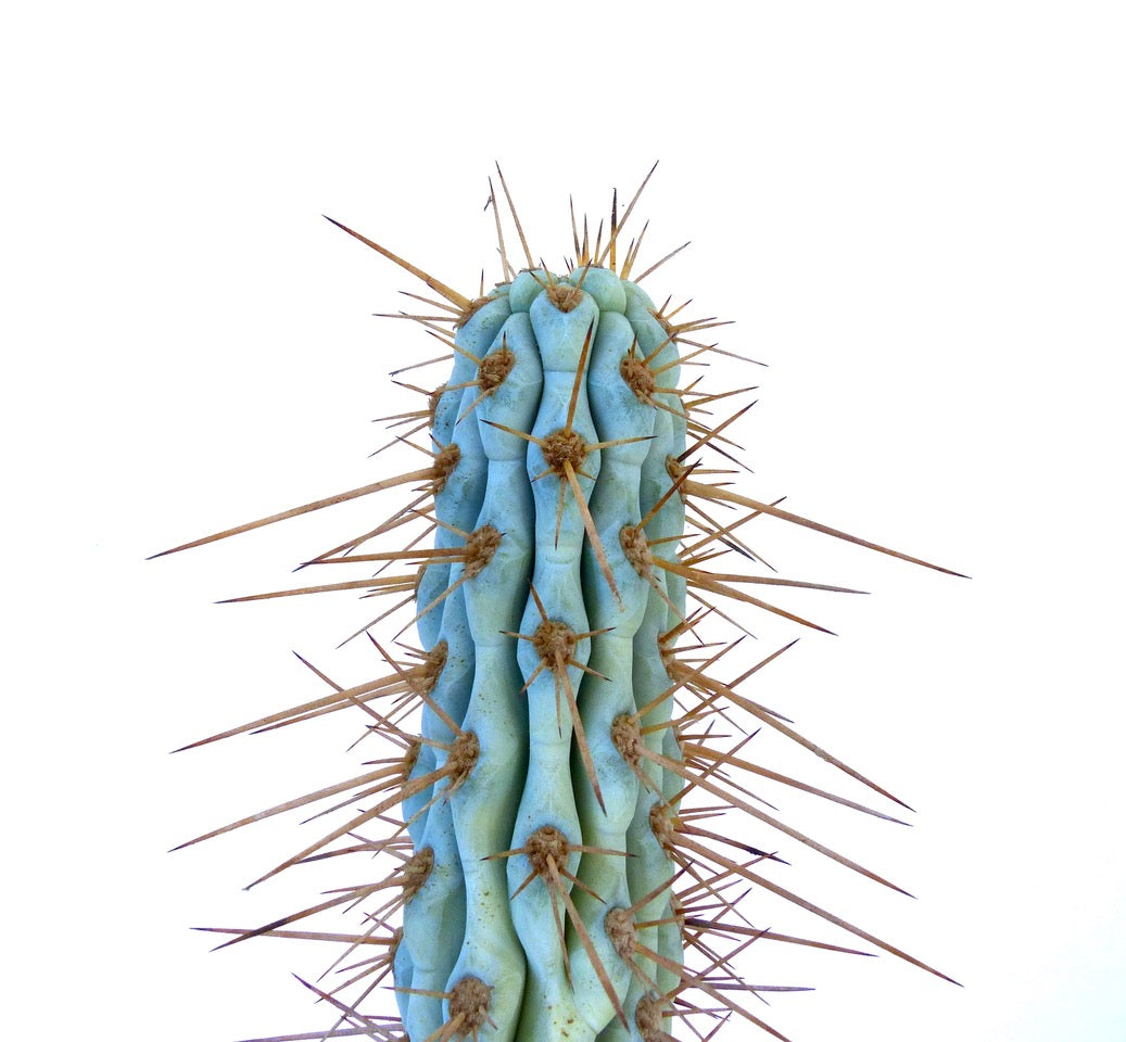 Browningia hertlingiana rare blue-green cactus with long sharp brown spines close-up