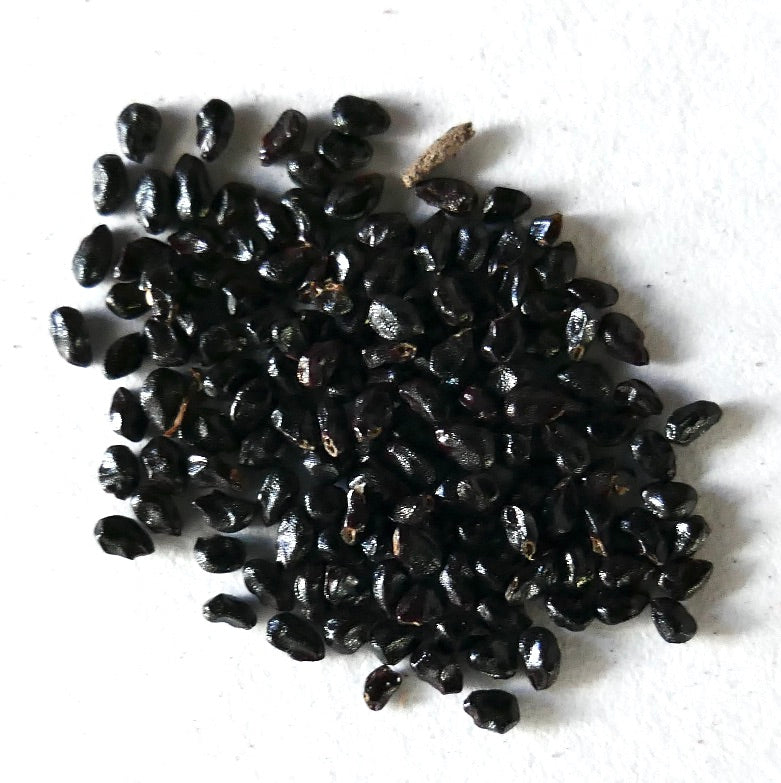 Browningia hertlingiana cactus seeds scattered on white background for planting