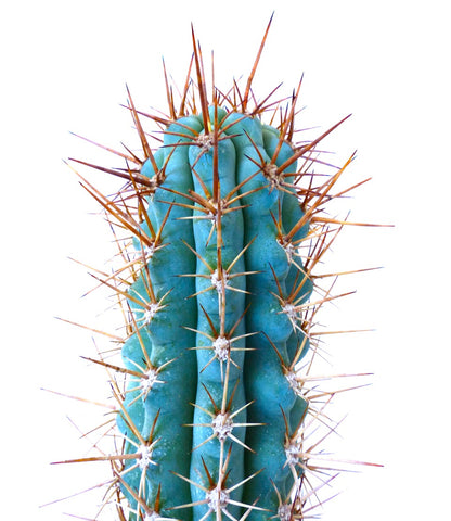 Browningia hertlingiana | Blue Cereus | Hertling's Browningia