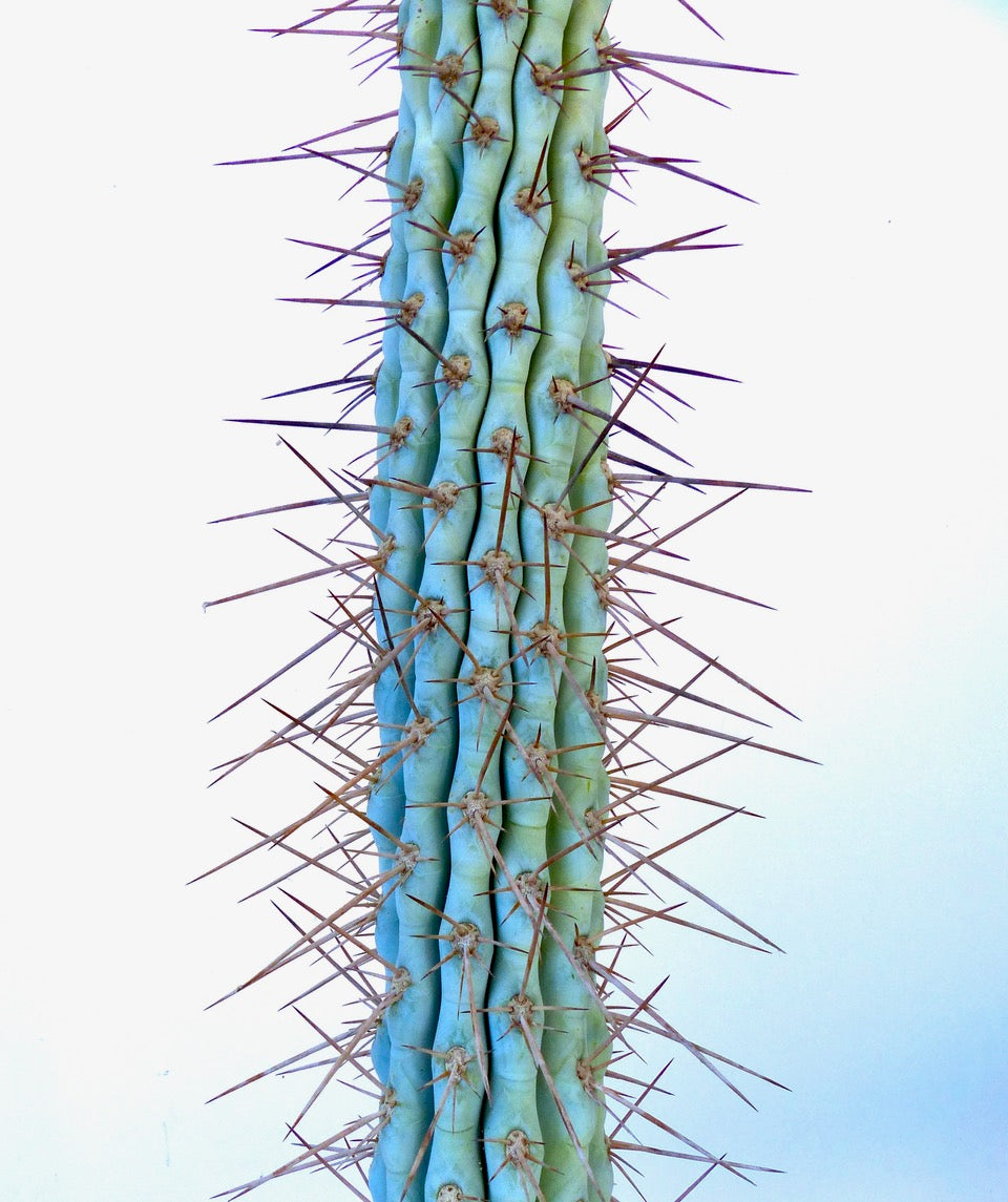 Browningia hertlingiana tall succulent cactus with blue-green stem and long sharp spines