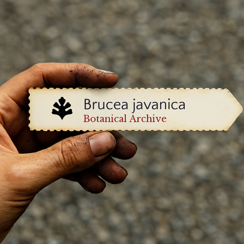 Etichetta per pianta stampata per Brucea javanica con logo di Botanical Archive tenuta da mano sporca