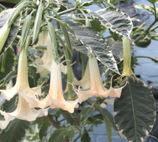 Foglie variegate di Brugmansia arborea con grandi fiori a forma di tromba color crema bianco che pendono verso il basso