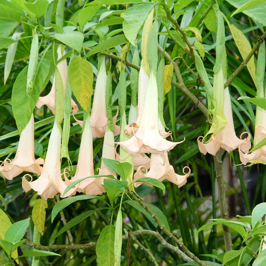 Fiori grandi a forma di tromba di Brugmansia arborea, di colore pesca pallido, pendenti tra il fogliame verde