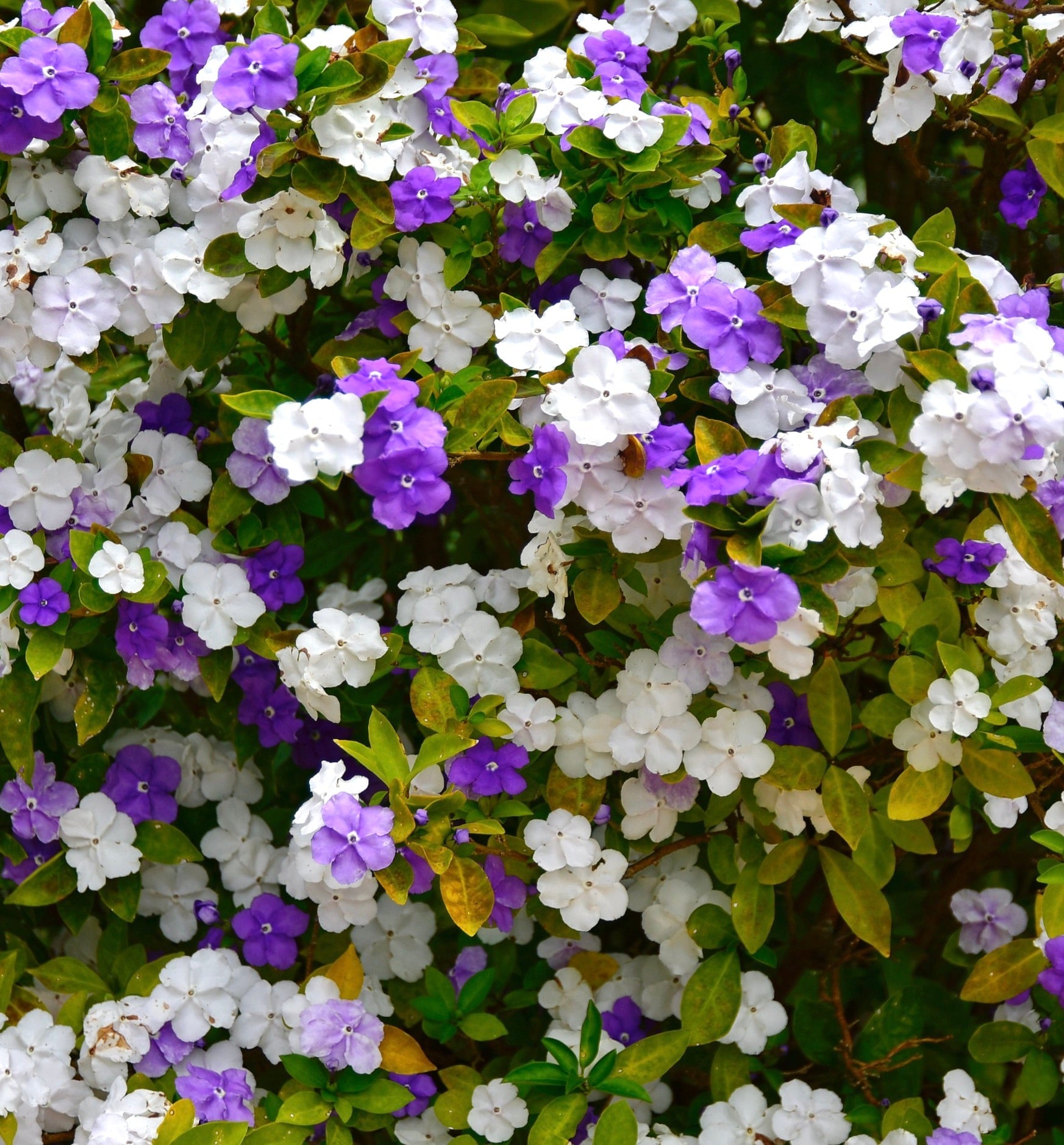 Brunfelsia pauciflora cespuglio fiorito vibrante viola e bianco con fogliame verde