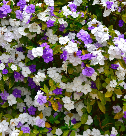 Brunfelsia pauciflora cespuglio fiorito vibrante viola e bianco con fogliame verde