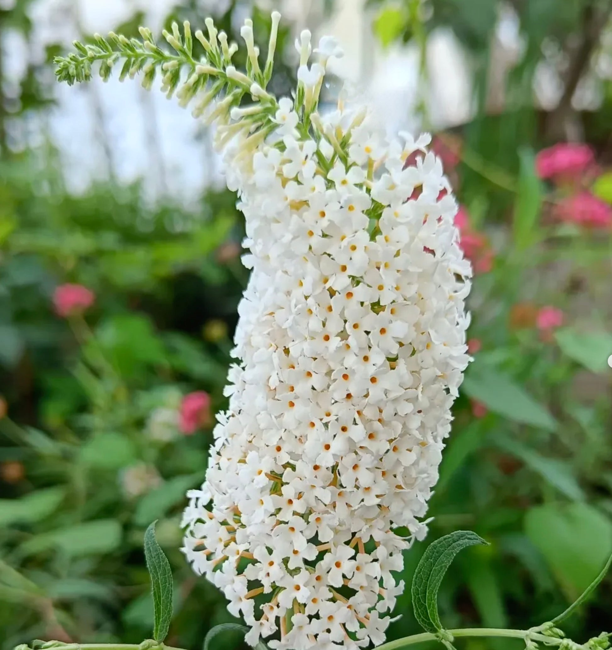 Buddleja davidii cv 'White profusion' dense white flower cluster with green leaves outdoors