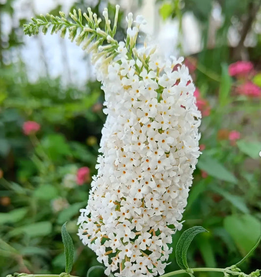 Buddleja davidii cv 'White profusion' dense white flower cluster with green leaves outdoors
