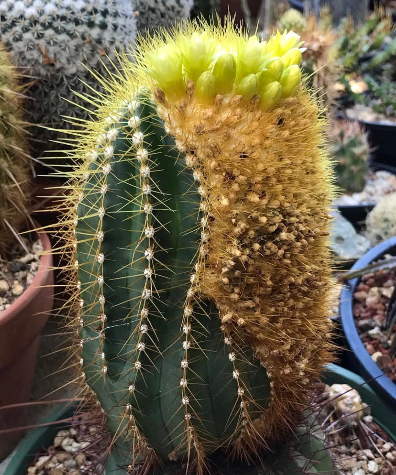 Buiningia brevicylindrica raro cactus con spine gialle e fiori in boccio