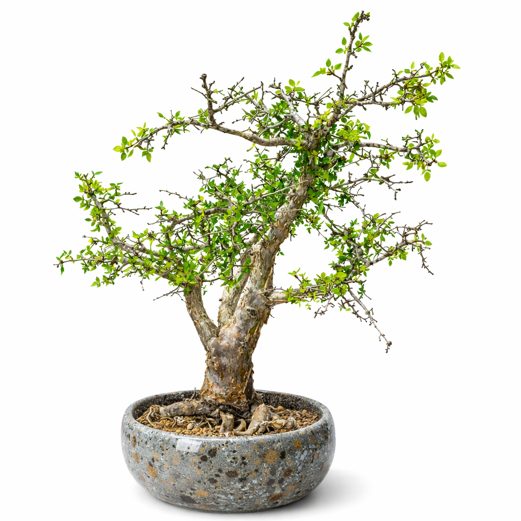 Albero bonsai di Bursera fagaroides con tronco strutturato e piccole foglie verdi in vaso di ceramica