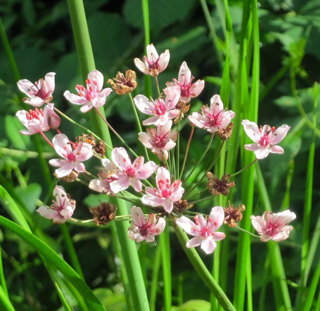 Butomus umbellatus delicate pink flowering rush with slender green stems and clustered blooms