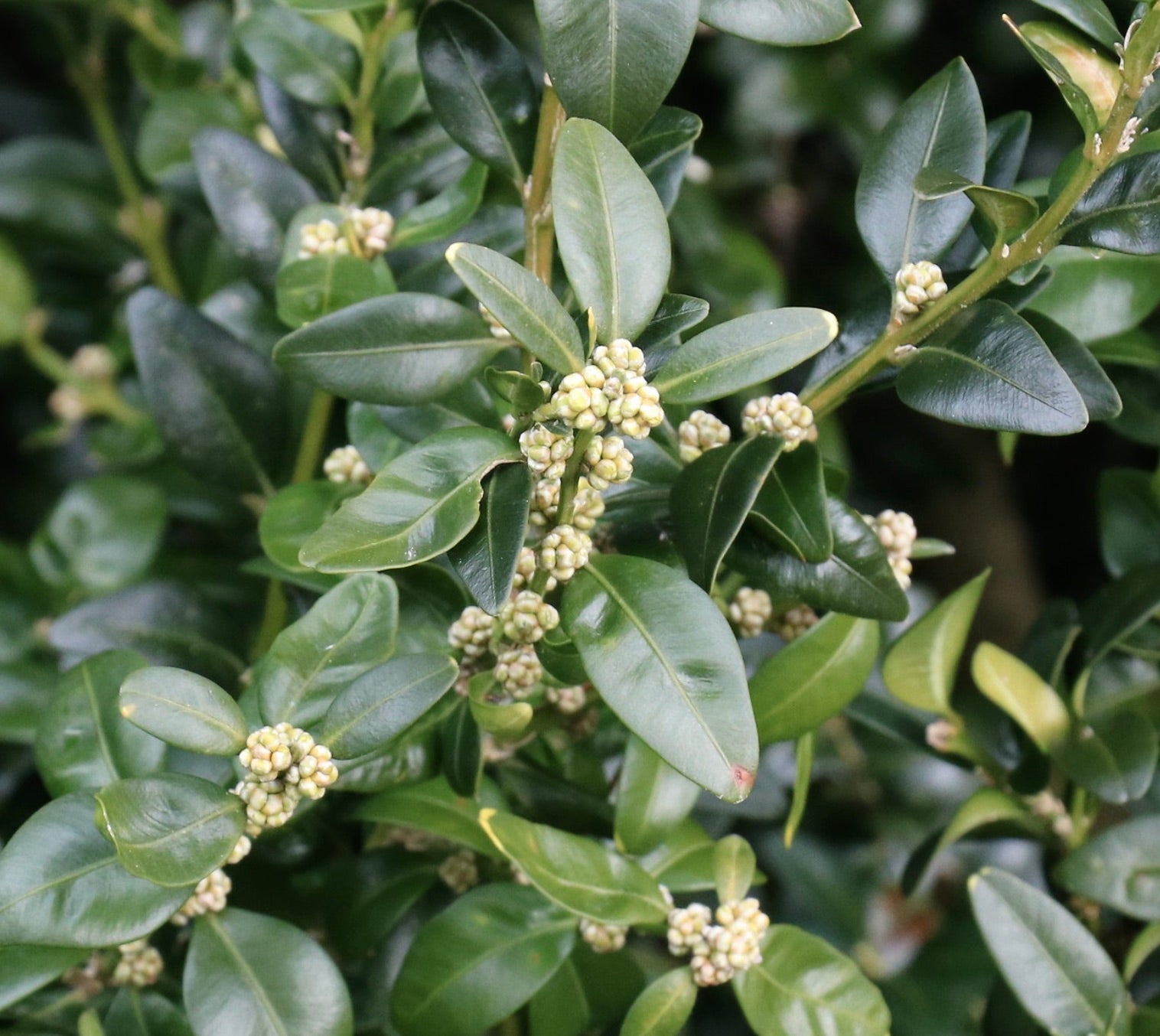 Buxus sempervirens glossy green leaves with small clustered flower buds close-up