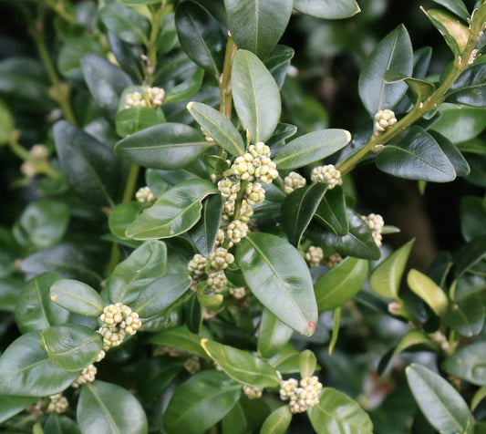 Buxus sempervirens glossy green leaves with small clustered flower buds close-up