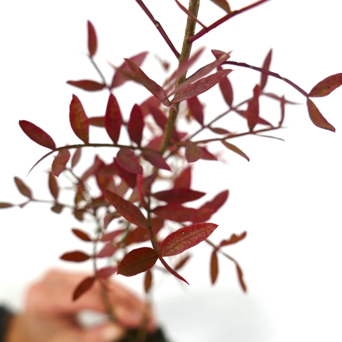 Pistacia lentiscus 100-120cm | Mastic tree | Lentisk