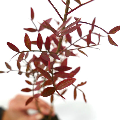 Pistacia lentiscus 100-120cm | Mastic tree | Lentisk