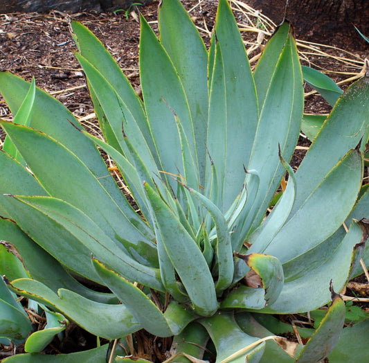 Agave pedunculifera subsp dentata 20-30 cm | Agave | Century plant