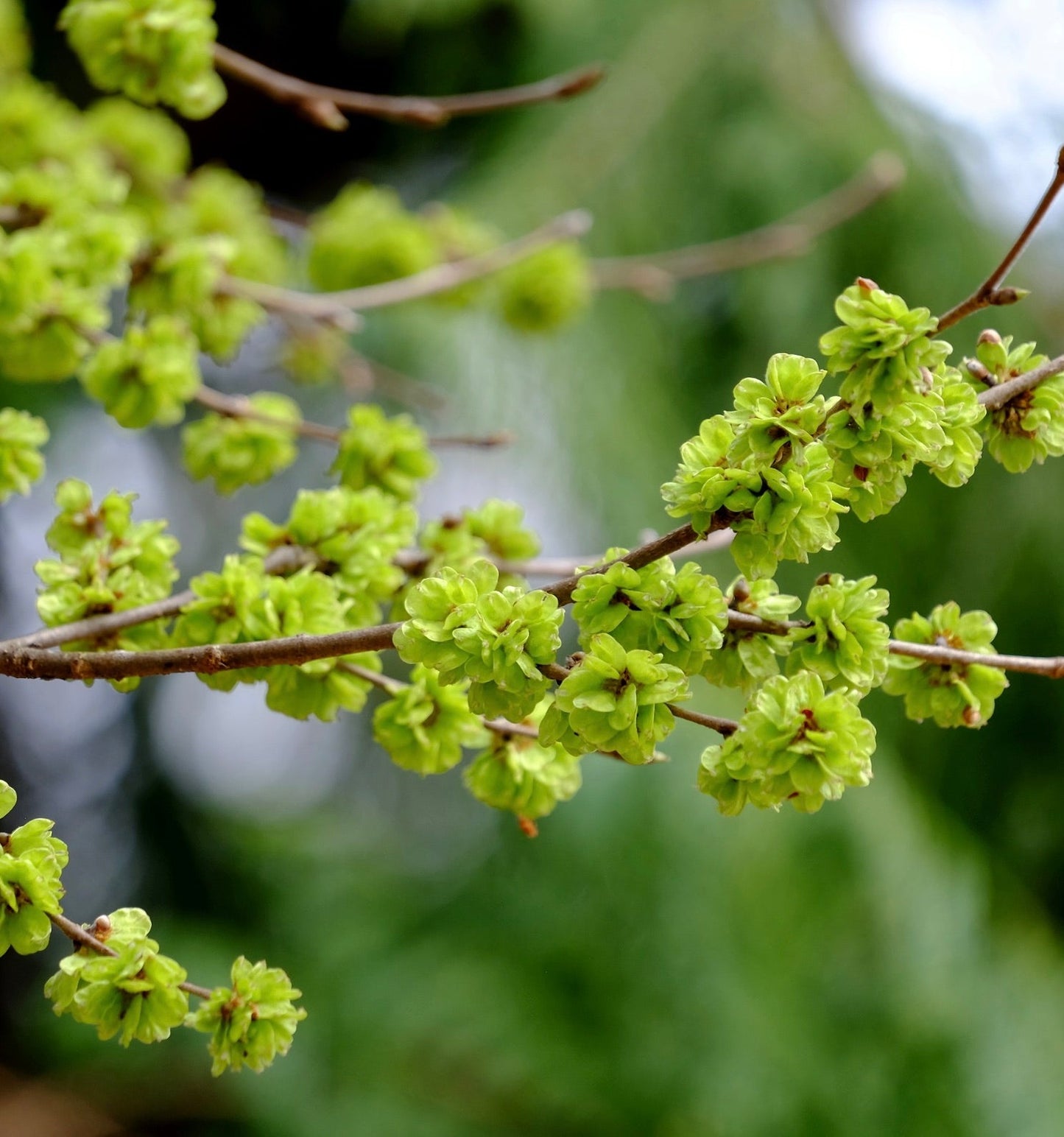 Fiori verdi freschi di Ulmus pumila raggruppati su sottili rami marroni, primo piano