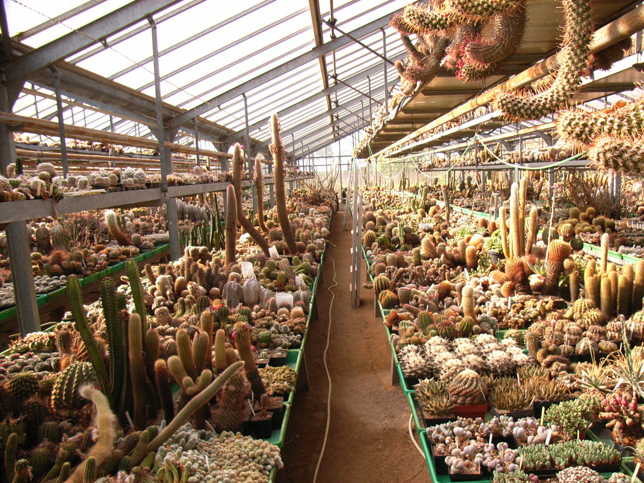 Mixed collection of various rare succulent and cactus species in greenhouse trays