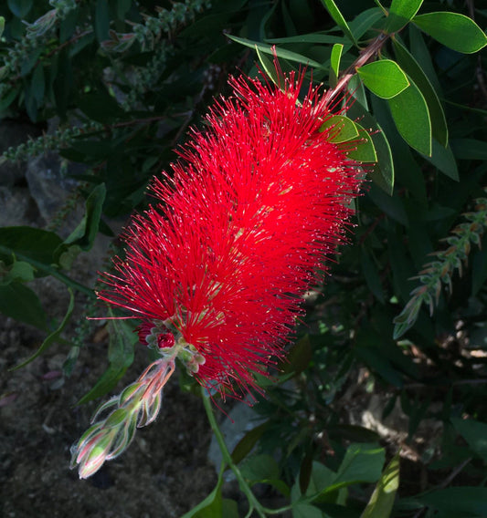 Callistemon citrinus cv SPLENDENS 40-70cm | Crimson bottlebrush