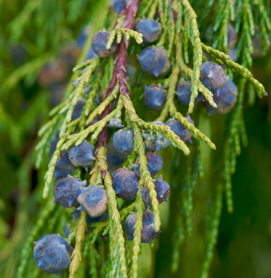 Close-up di Callitropsis nootkatensis con fogliame verde e coni di semi blu sui rami