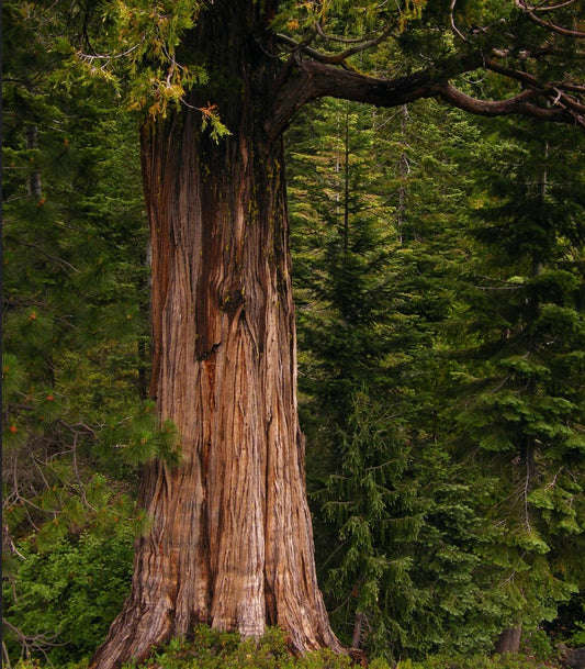 Grande albero maturo di Calocedrus decurrens con corteccia testurizzata in una fitta foresta verde