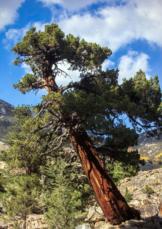 Albero maturo di Calocedrus decurrens con tronco contorto e fogliame verde denso in terreno roccioso