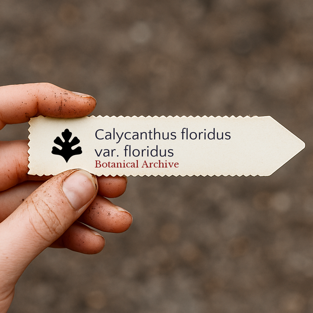 Etichetta per pianta stampata per Calycanthus floridus var. floridus tenuta a mano con sfondo di terreno