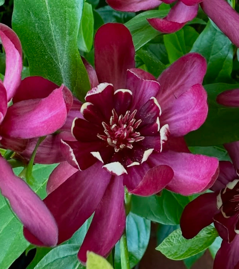 Fiore di Calycanthus floridus color borgogna profondo con bordi dei petali bianco crema e fogliame verde