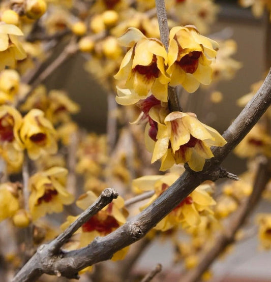 Fiori gialli e rossi profumati di Calycanthus praecox che fioriscono in inverno su steli legnosi