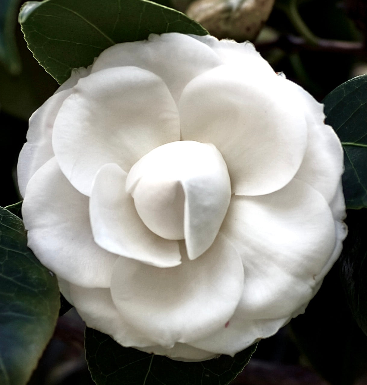 Camelia japonica PURITY petali bianchi stratificati con foglie verde scuro lucide