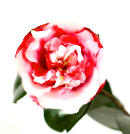 Camellia japonica cv GENERAL COLETTI | Japanese camellia
