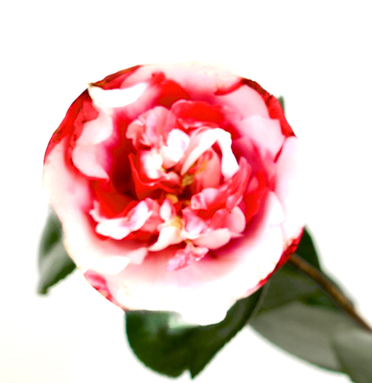 Camellia japonica cv GENERAL COLETTI fiore doppio variegato rosa e bianco con foglie verdi lucide