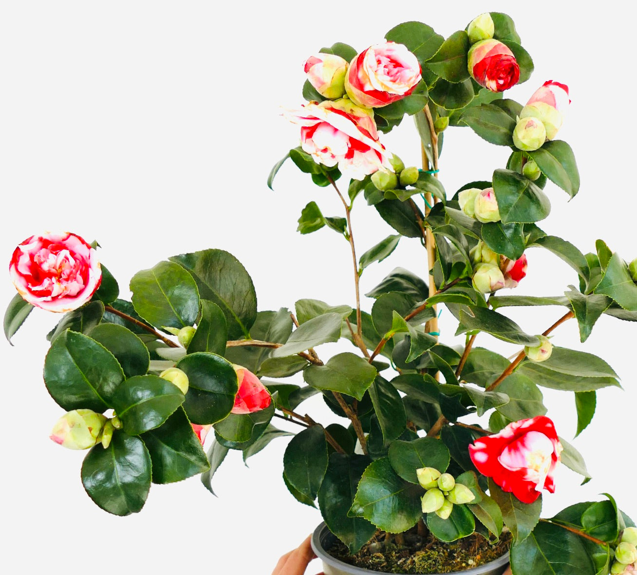 Camellia japonica cv GENERAL COLETTI | Japanese camellia
