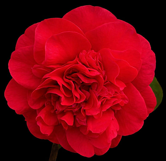 Camellia japonica cv MARIA ANTONIETTA fiore rosso vibrante a doppio strato con petali arricciati