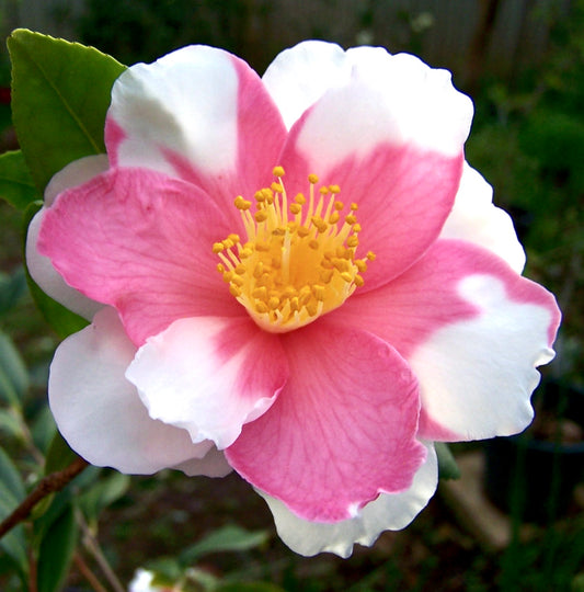 Camellia sasanqua cv SHIBORI EGAO | Christmas camellia