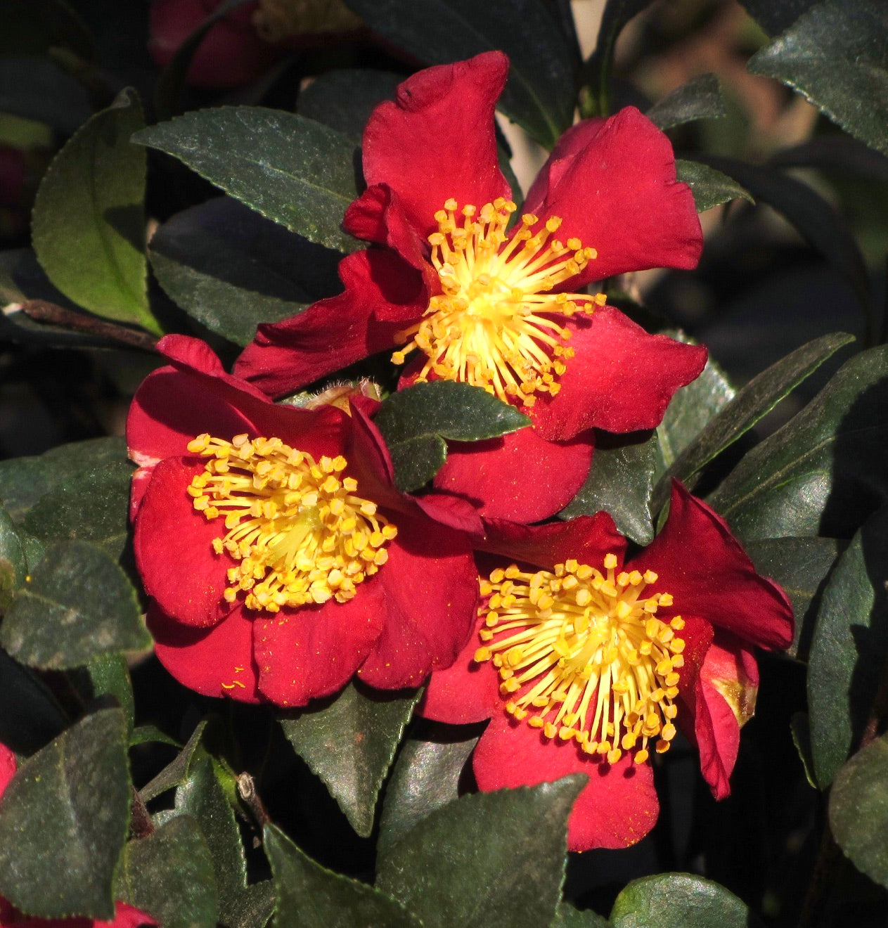 Camellia sasanqua cv YULITIDE fiori rosso brillante con stami gialli prominenti e foglie verdi lucide