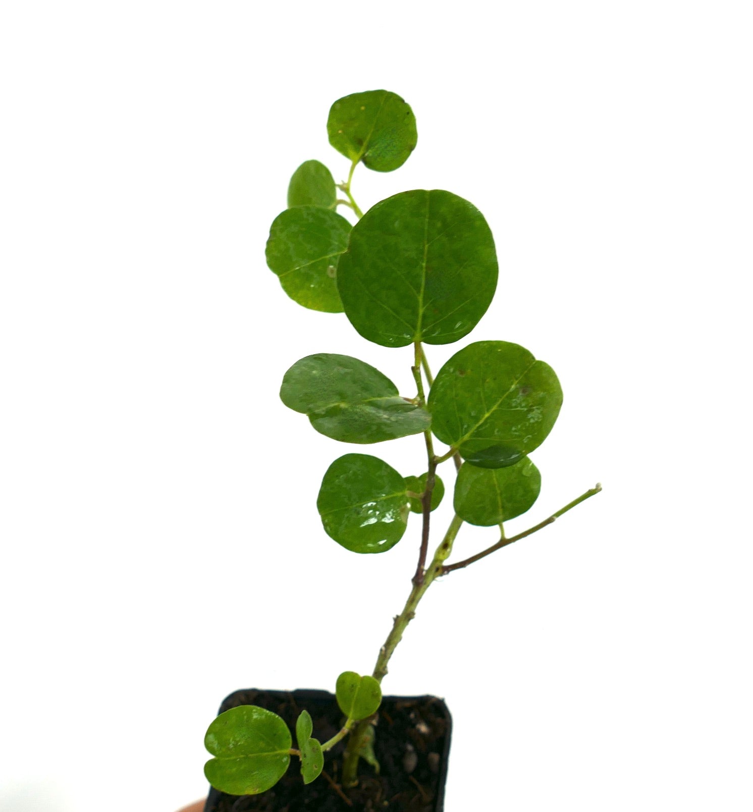 Capparis spinosa var. inermis young thornless caper bush with round green leaves and slender stems