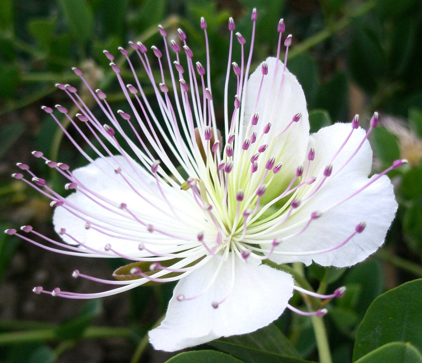 Capparis spinosa var. inermis fiore bianco delicato con lunghi stami viola e foglie verdi