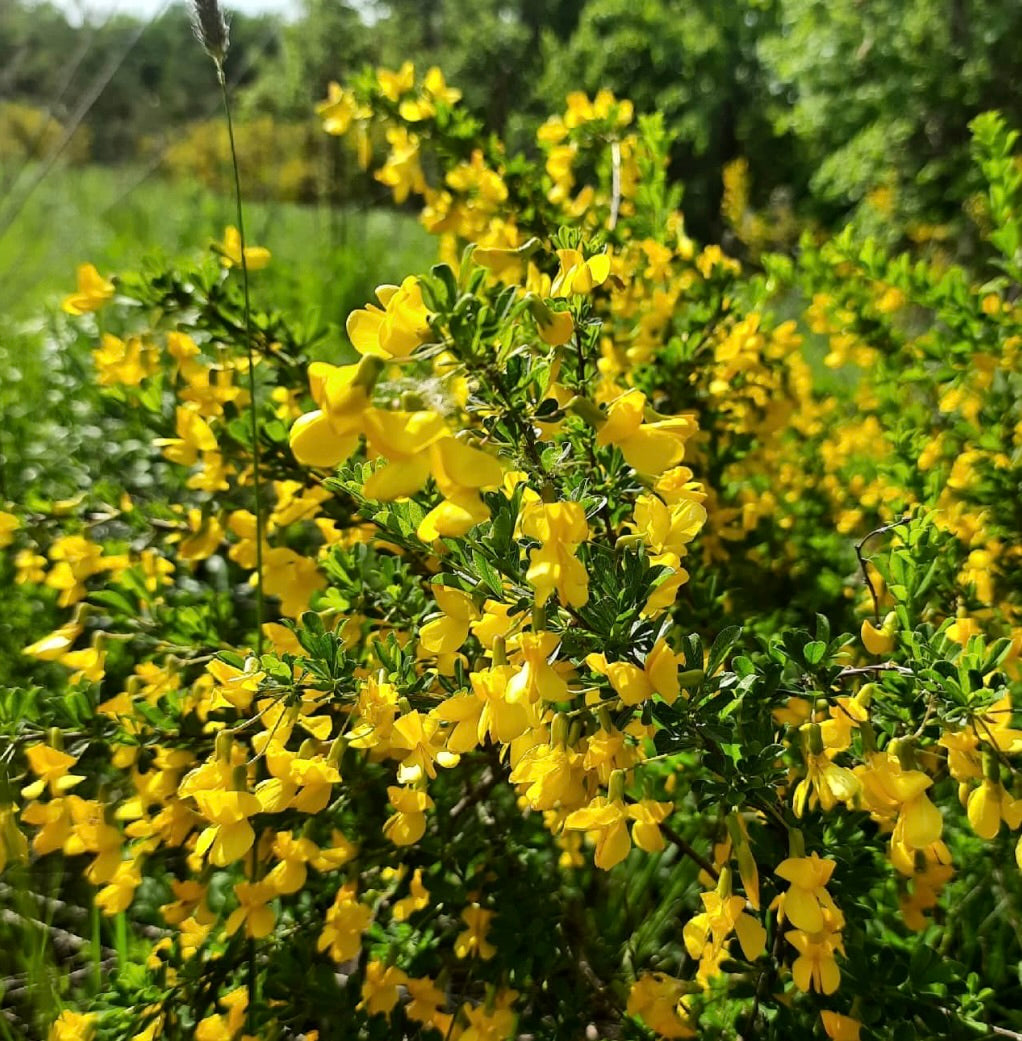 Caragana microphylla cespuglio fitto con piccole foglie verdi e luminosi fiori gialli a forma di pisello alla luce del sole